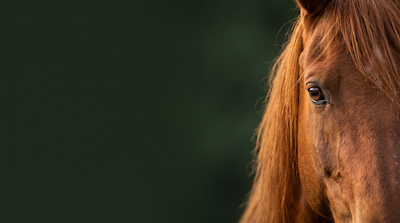Close-up of a horse's eye